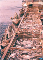 Dóris descarregando peixe