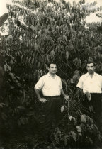 António Alves e Aguiar