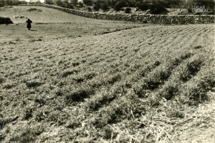 Campo em Castro Laboreiro