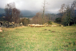 Campo em Lamas de Mouro