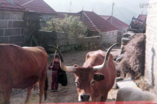 Rapaz a encaminhar as vacas