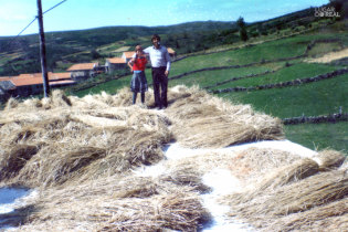 Piscuto ou malhada ao pau