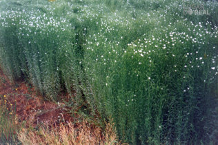 Campo de linho