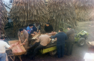 Matança do porco