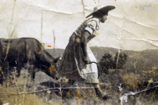 Segar erva