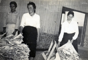 Mulheres na seca do bacalhau