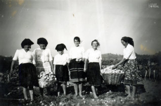 Escavada das batatas